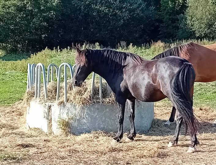 hongre PFS 4 ans non d&eacute;bourr&eacute;