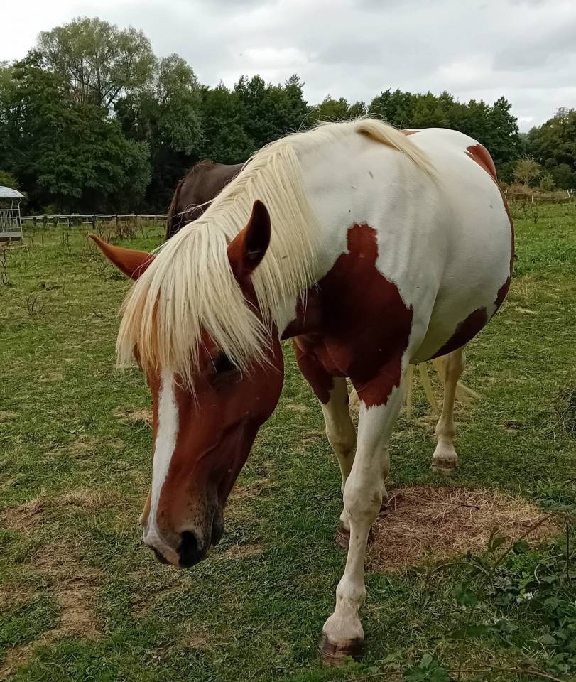 Ponette C 4 ans non debourr&eacute;e