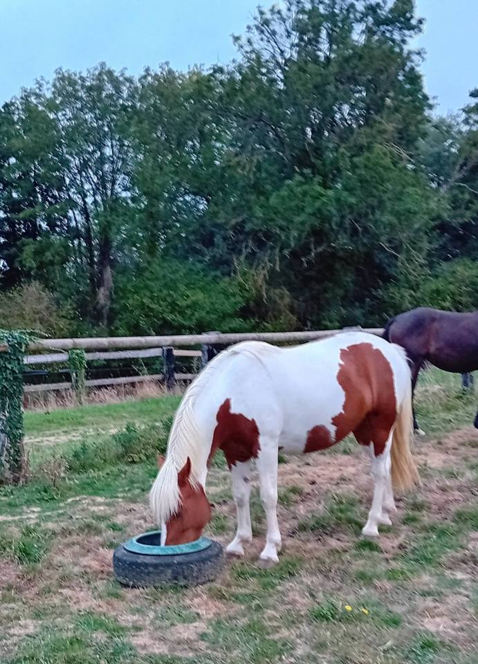 Ponette C 4 ans non debourr&eacute;e