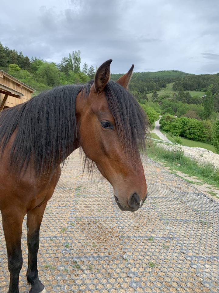 Maya jument ib&eacute;rique de 4 ans