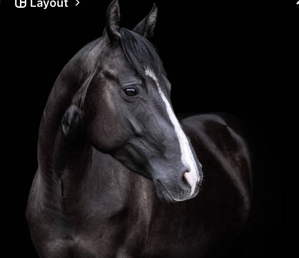 Jument APHA 3 ans noire