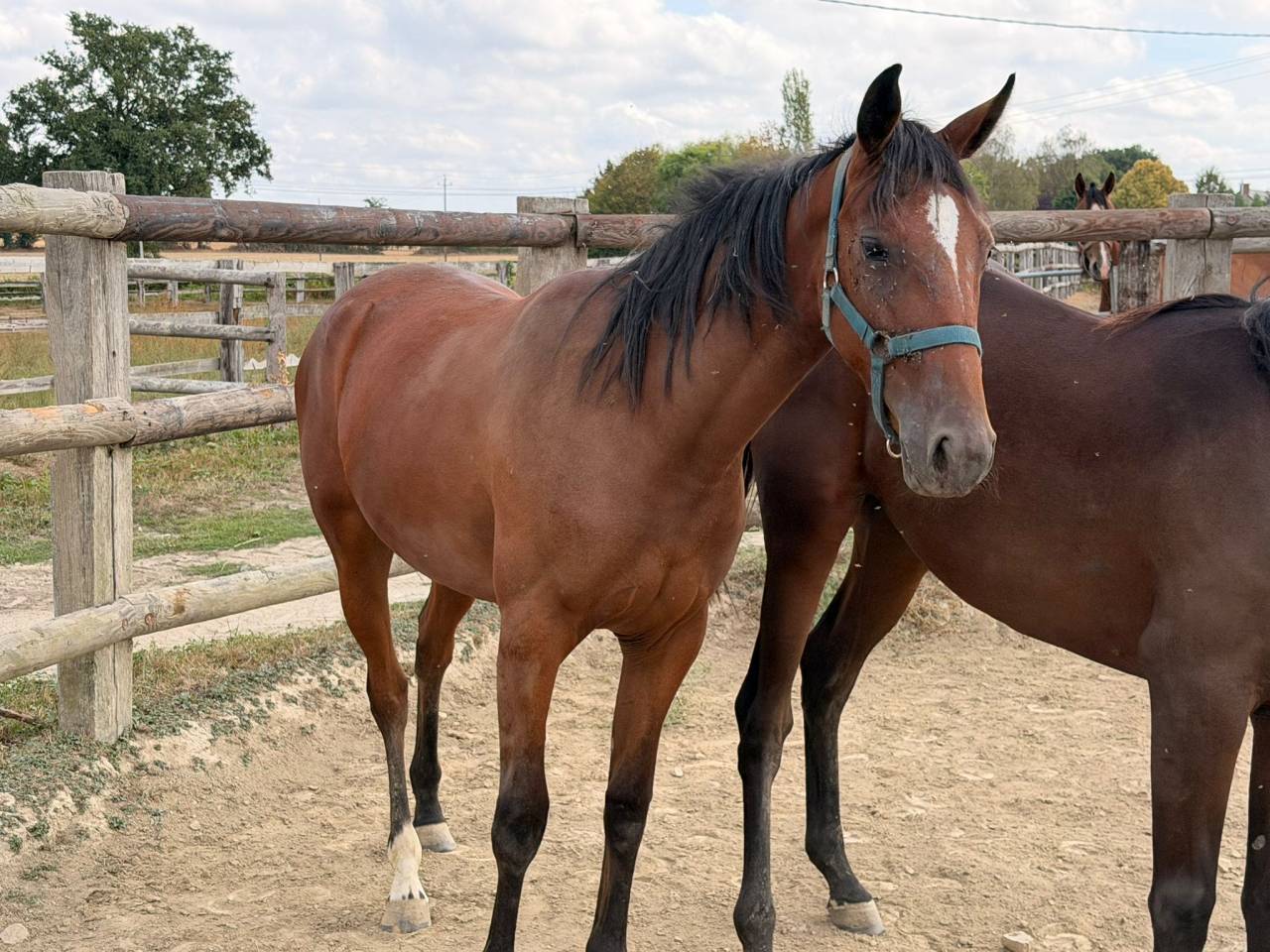 Pouliche Trotteuse 