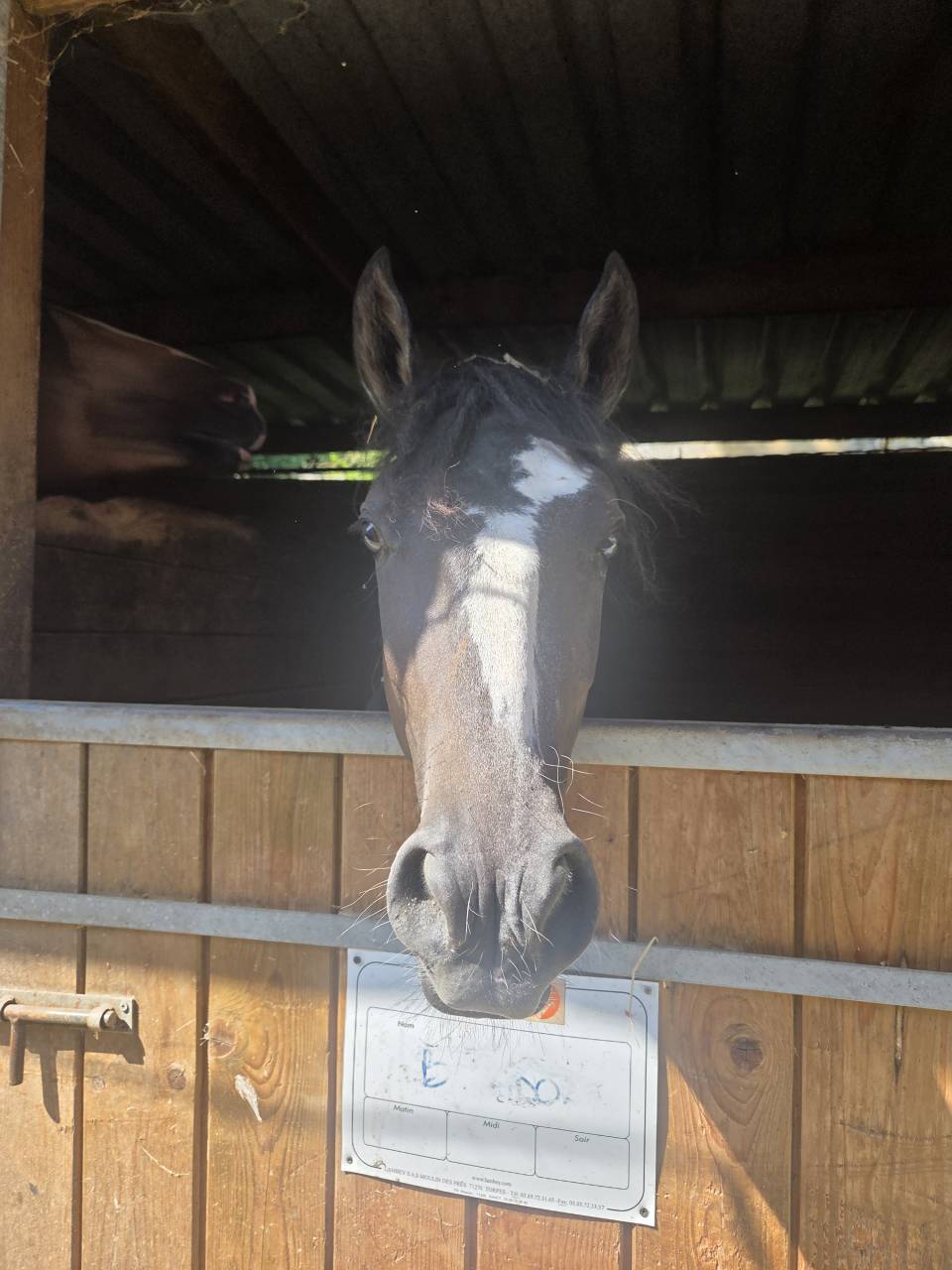 Poulain 2 ans