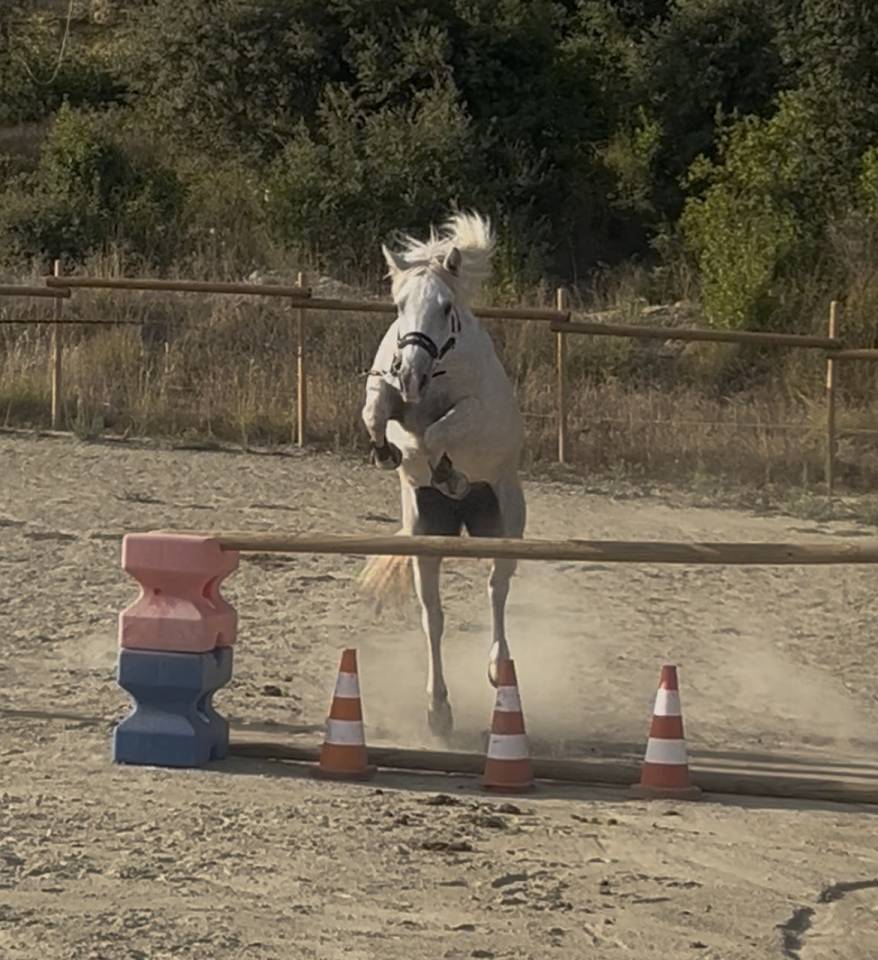 Jument Camargue 3 ans pleins papiers