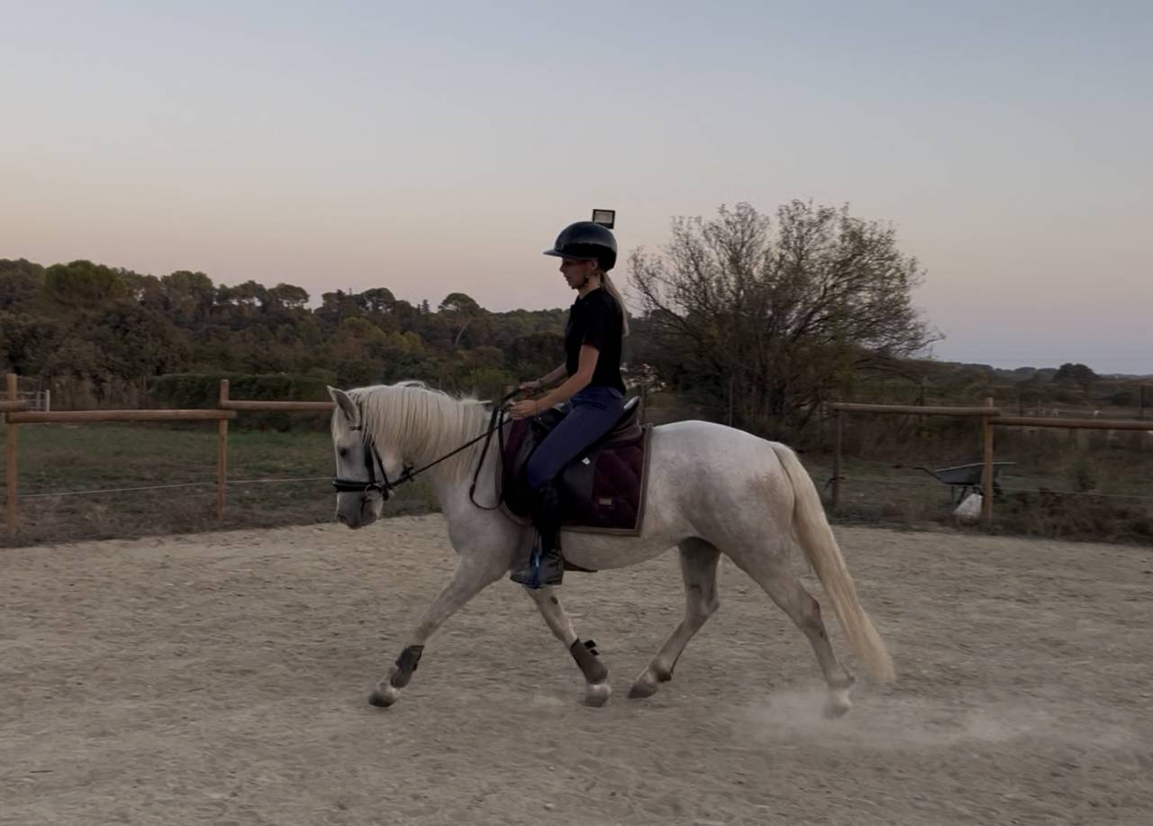Jument Camargue 3 ans pleins papiers