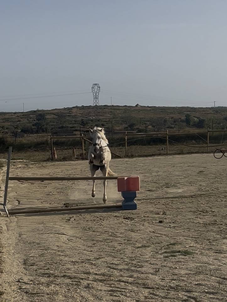 Jument Camargue 3 ans pleins papiers
