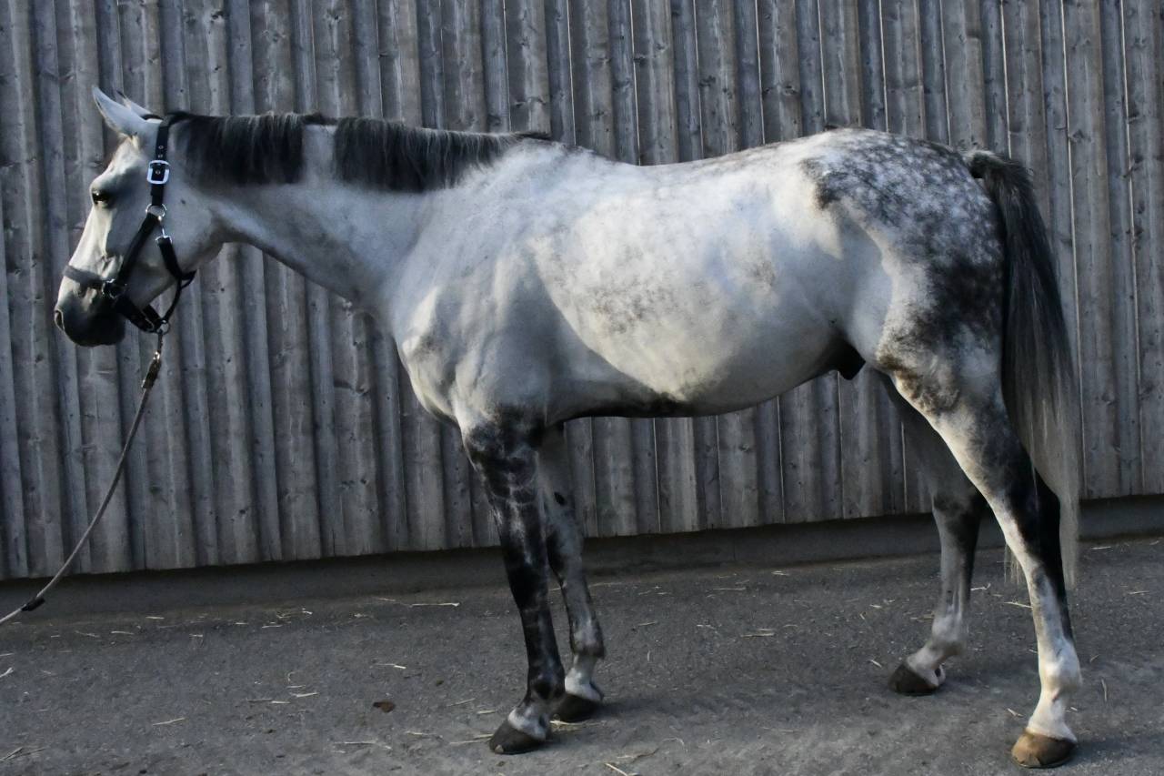 Cheval &agrave; vendre Hongre 10 ans Z 1m75 par Copy Cat Z