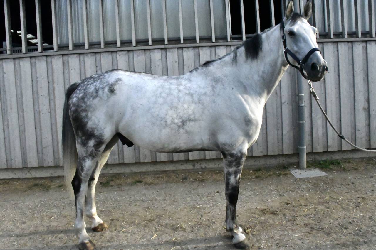 Cheval &agrave; vendre Hongre 10 ans Z 1m75 par Copy Cat Z