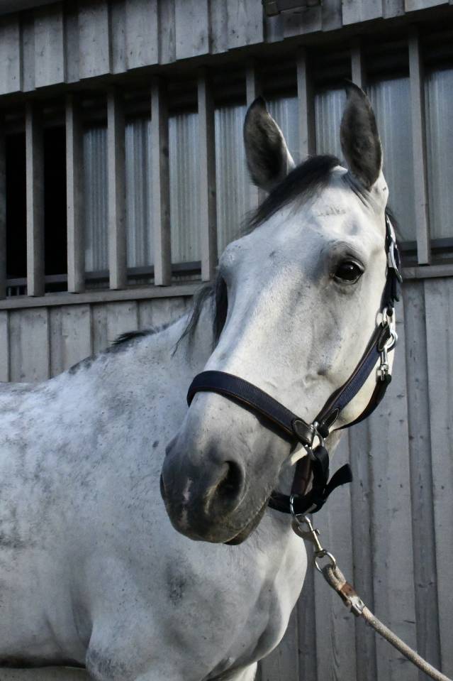 Cheval &agrave; vendre Hongre 10 ans Z 1m75 par Copy Cat Z
