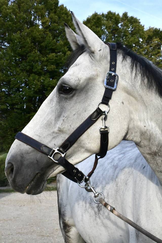 Cheval &agrave; vendre Hongre 10 ans Z 1m75 par Copy Cat Z