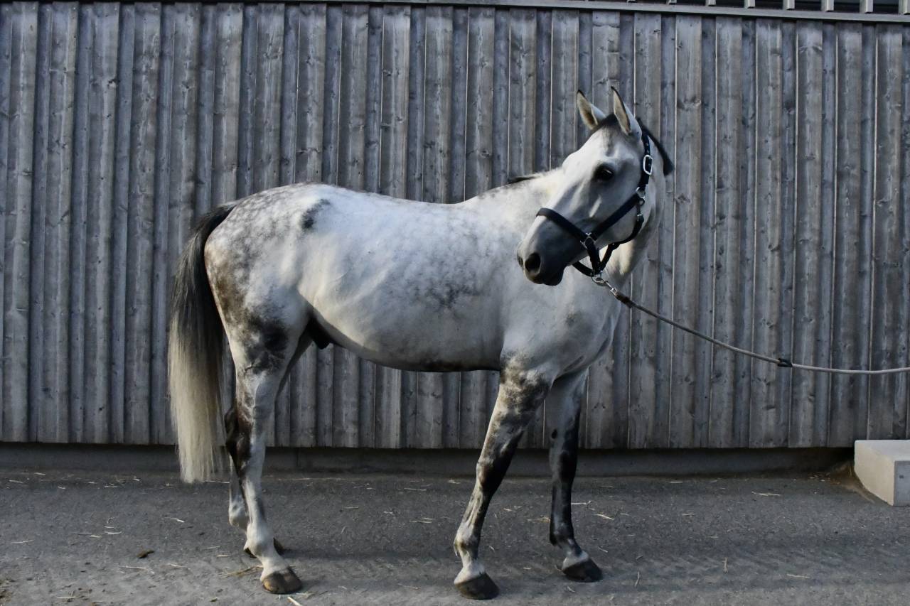 Cheval &agrave; vendre Hongre 10 ans Z 1m75 par Copy Cat Z