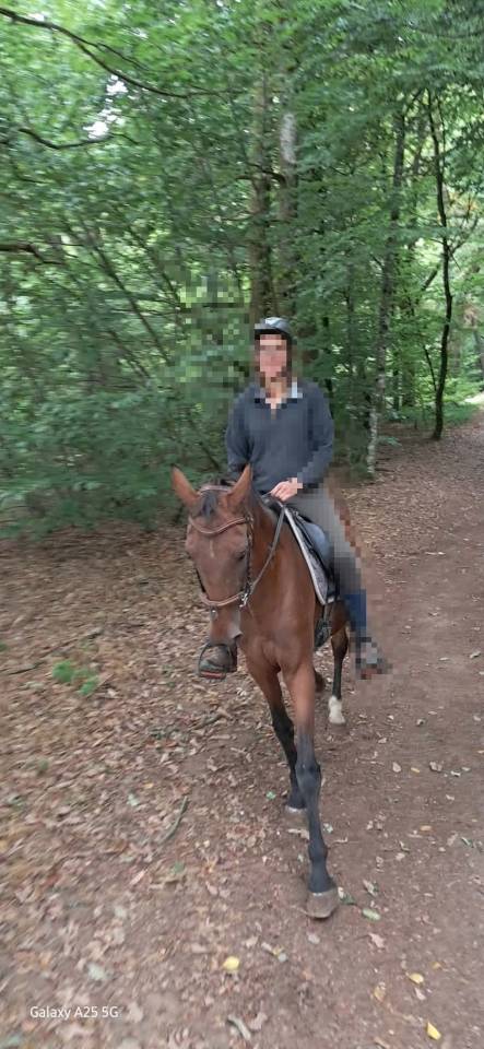 Afaya, jument de selle de 9 ans