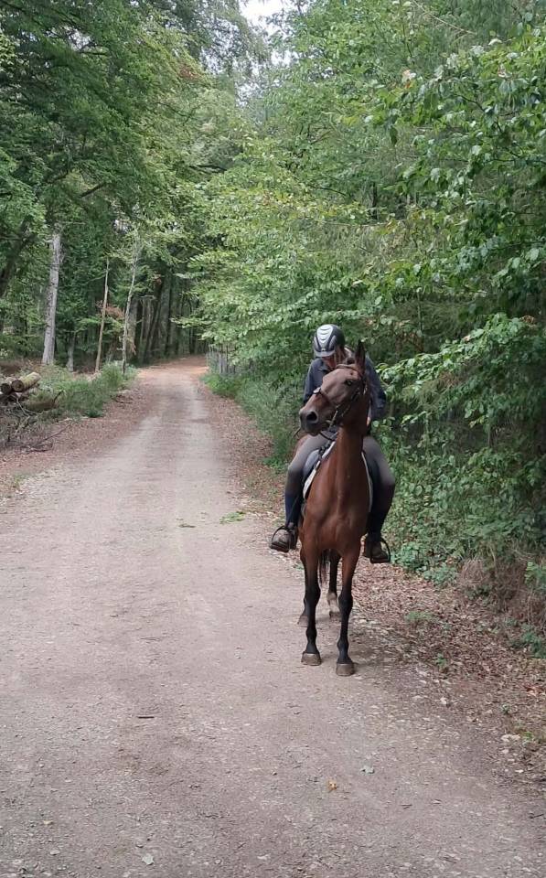 Afaya, jument de selle de 9 ans