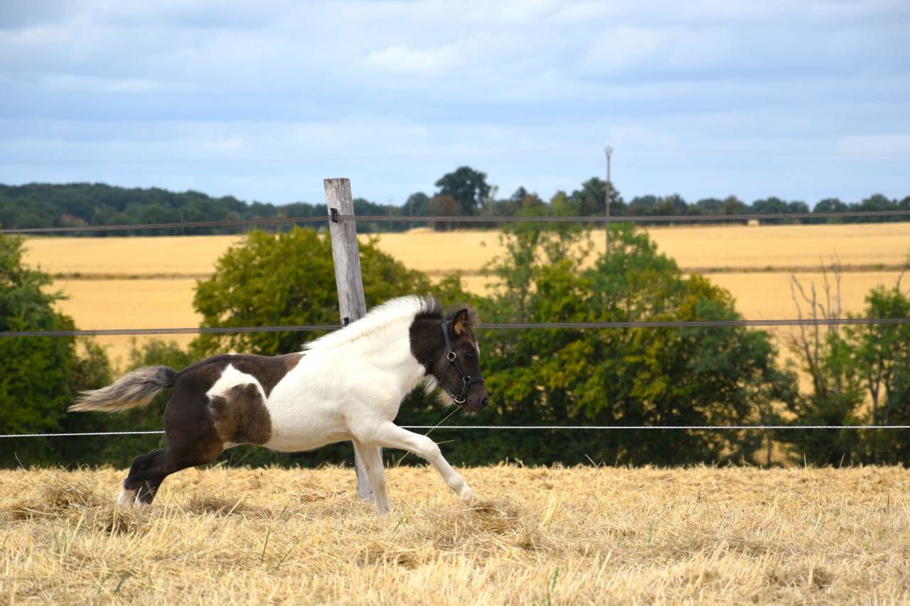 Foal m&acirc;le shetland