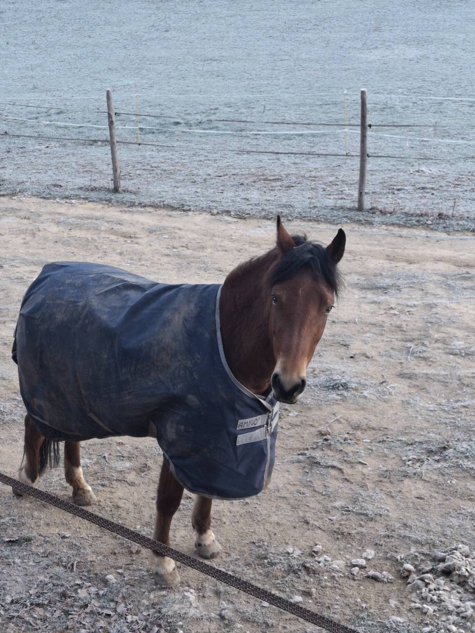 Ponette C par quoutsou 