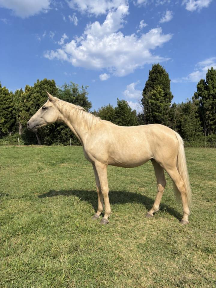 Poulain de dressage 