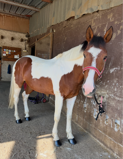 beau cheval, tr&eacute;s attachant pour rando, dressage et TAP