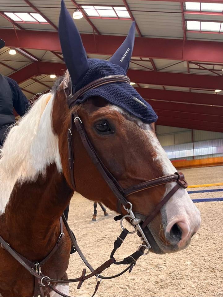 beau cheval, tr&eacute;s attachant pour rando, dressage et TAP