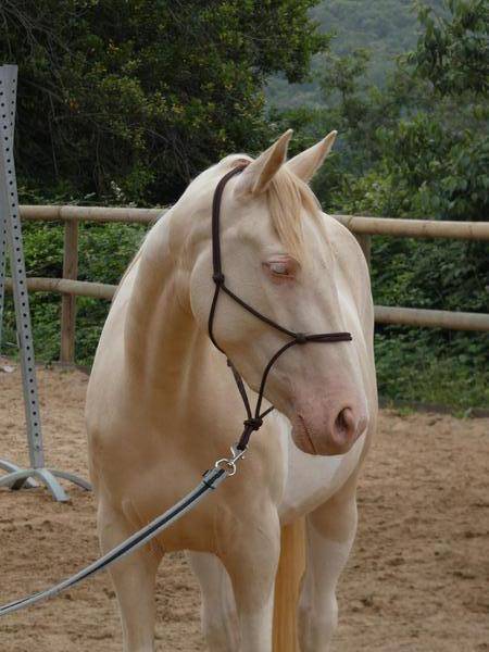 Ponette OC de 4 ans