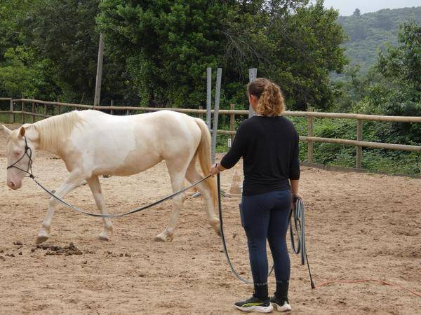 Ponette OC de 4 ans
