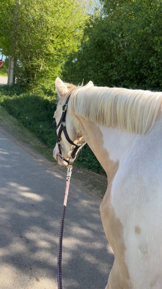 Ponette OC de 4 ans
