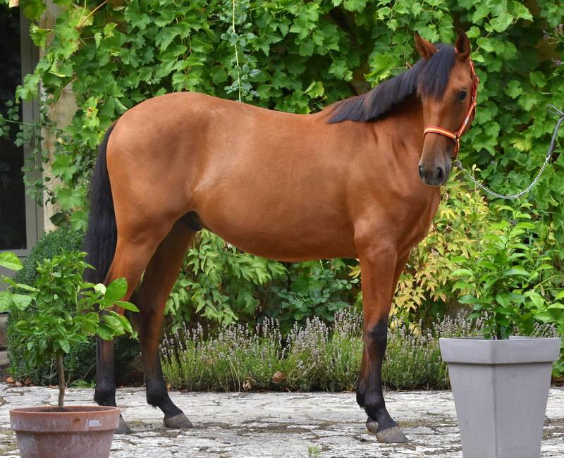 Octavio du Puits Carr&eacute;, hongre PRE 2 an bai pearl 