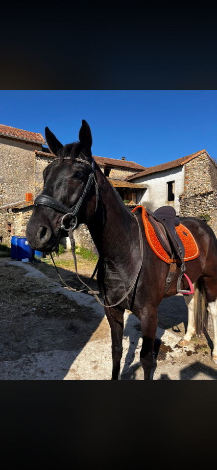 Masai hongre 4 ans 