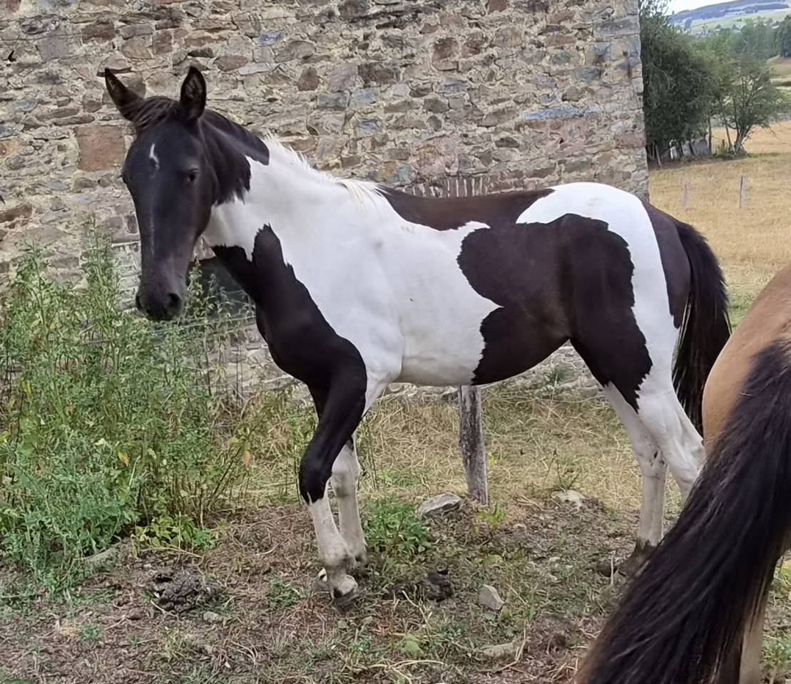 Pouliche pie de 1 an