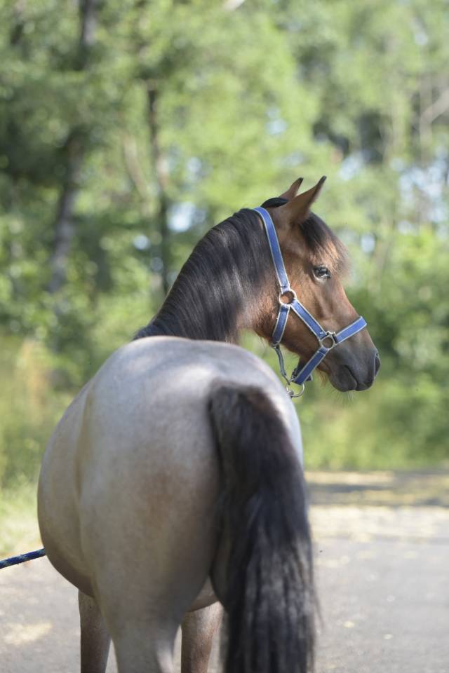 Futur poney de sport rouan pp Connemara 