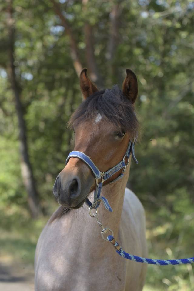 Futur poney de sport rouan pp Connemara 