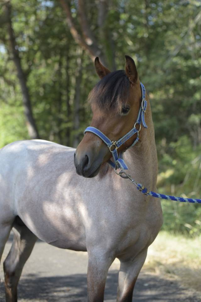 Futur poney de sport rouan pp Connemara 