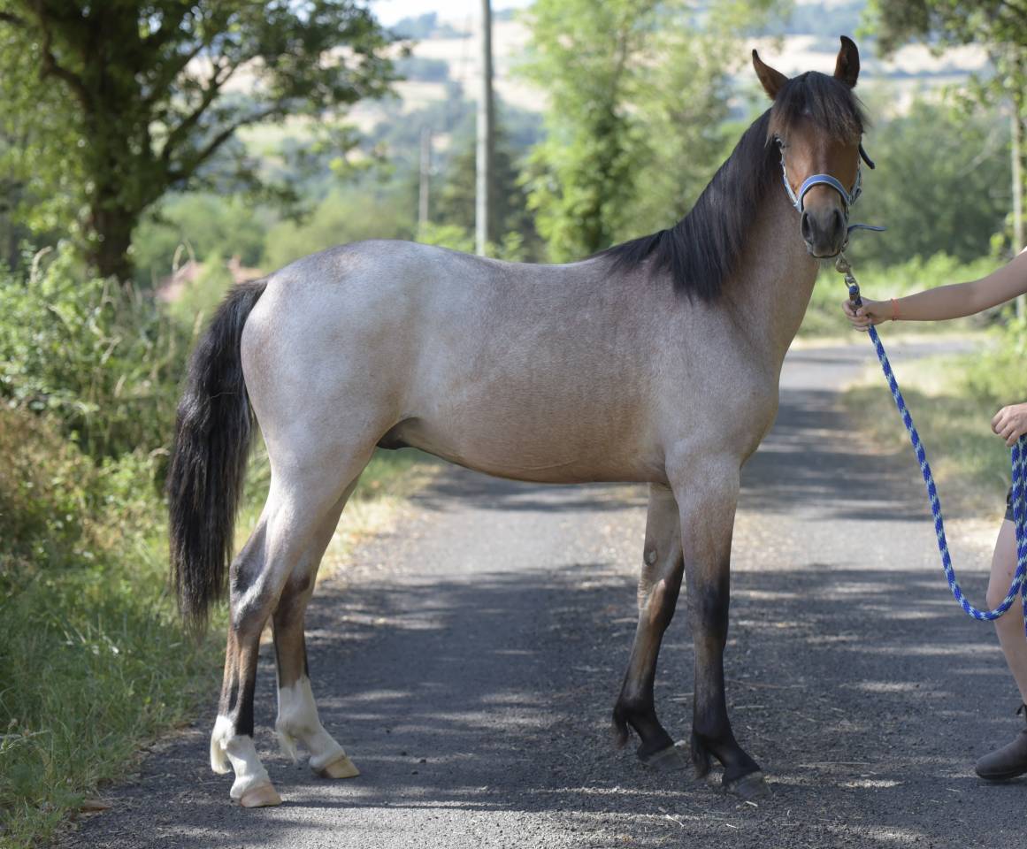 Futur poney de sport rouan pp Connemara 