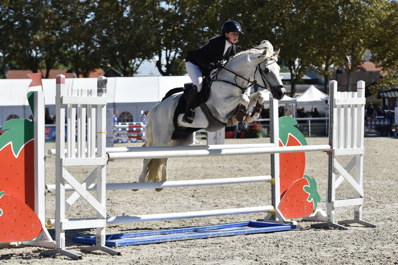 Futur poney de sport rouan pp Connemara 