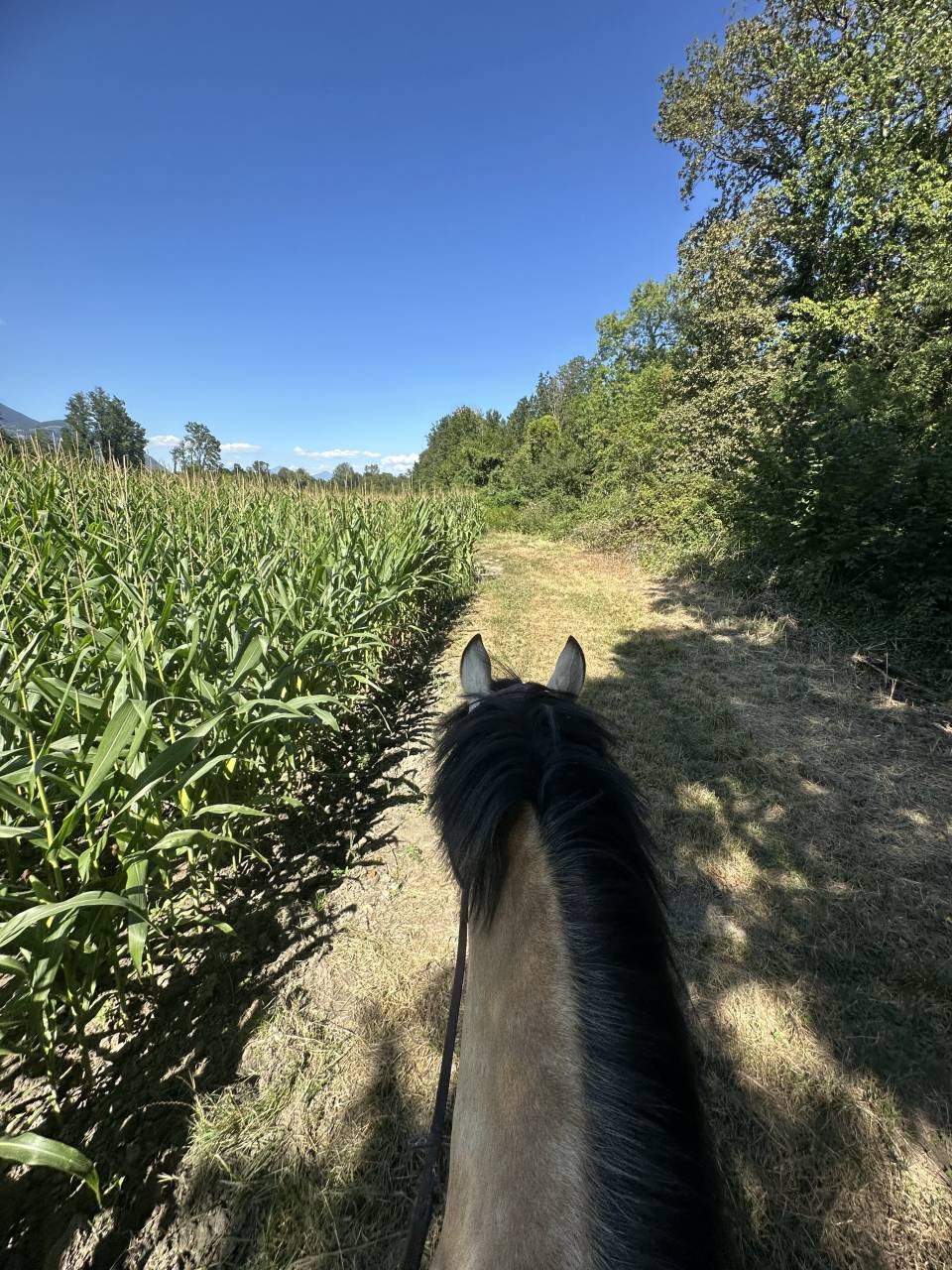 Magnifique ponette &Agrave; VENDRE
