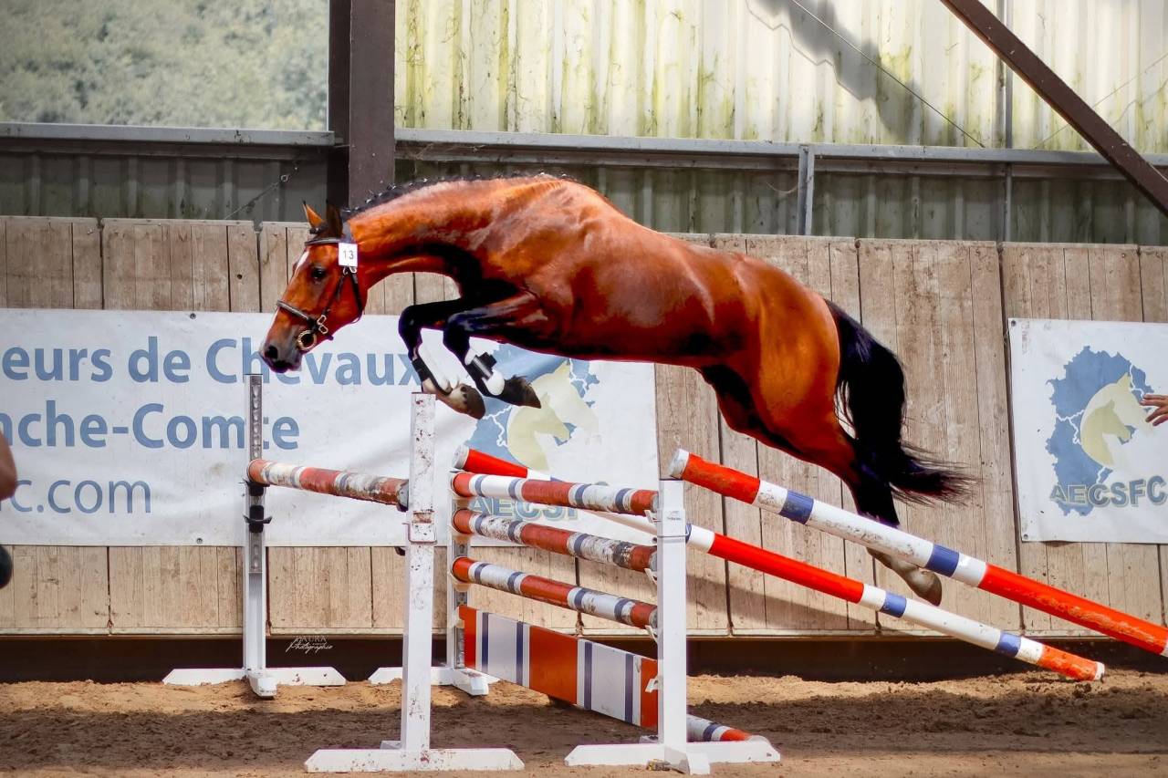 &eacute;talon poney D gros moyen