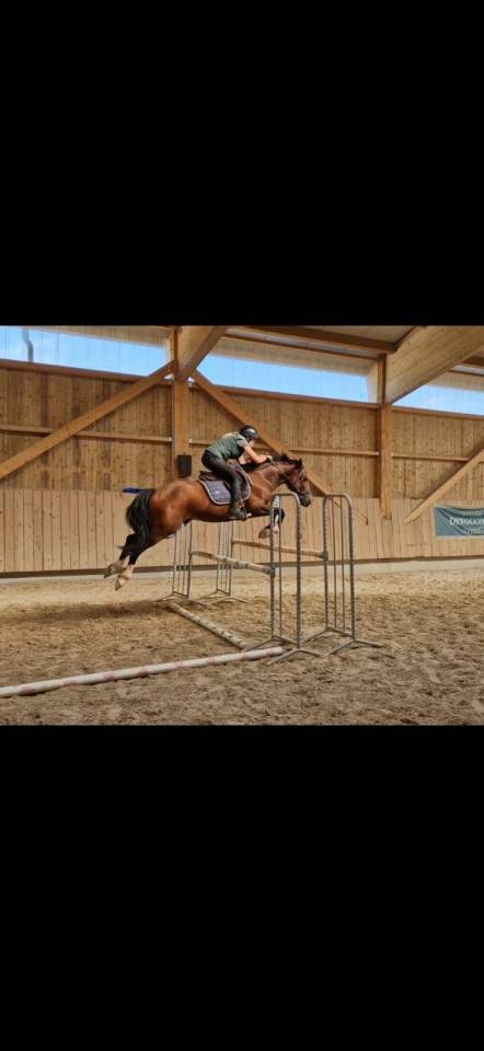 &eacute;talon poney D gros moyen