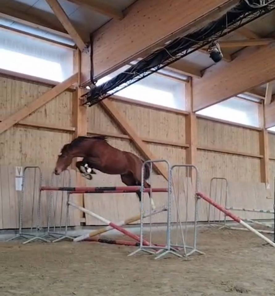 &eacute;talon poney D gros moyen