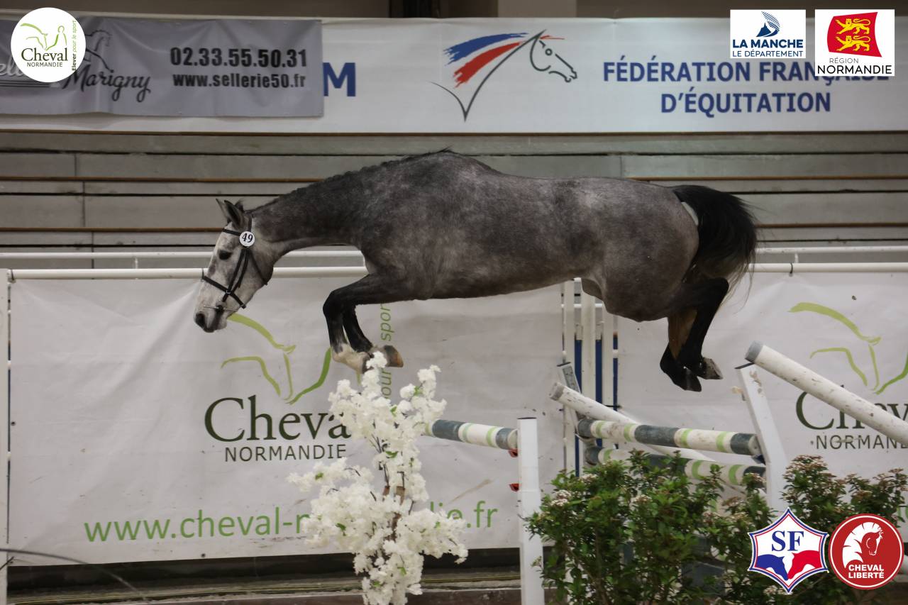 &Eacute;leveur vend plusieurs jeunes chevaux cso 