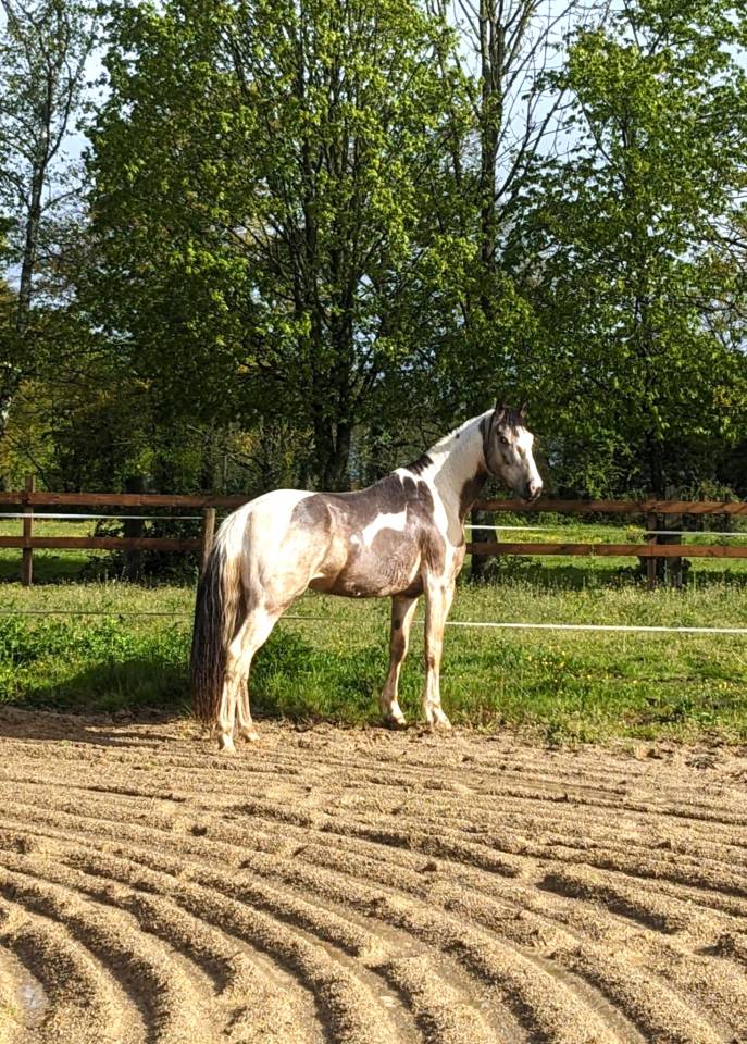 Etalon agr&eacute;e SFxPFS pie isabelle, homozygote tobiano, g