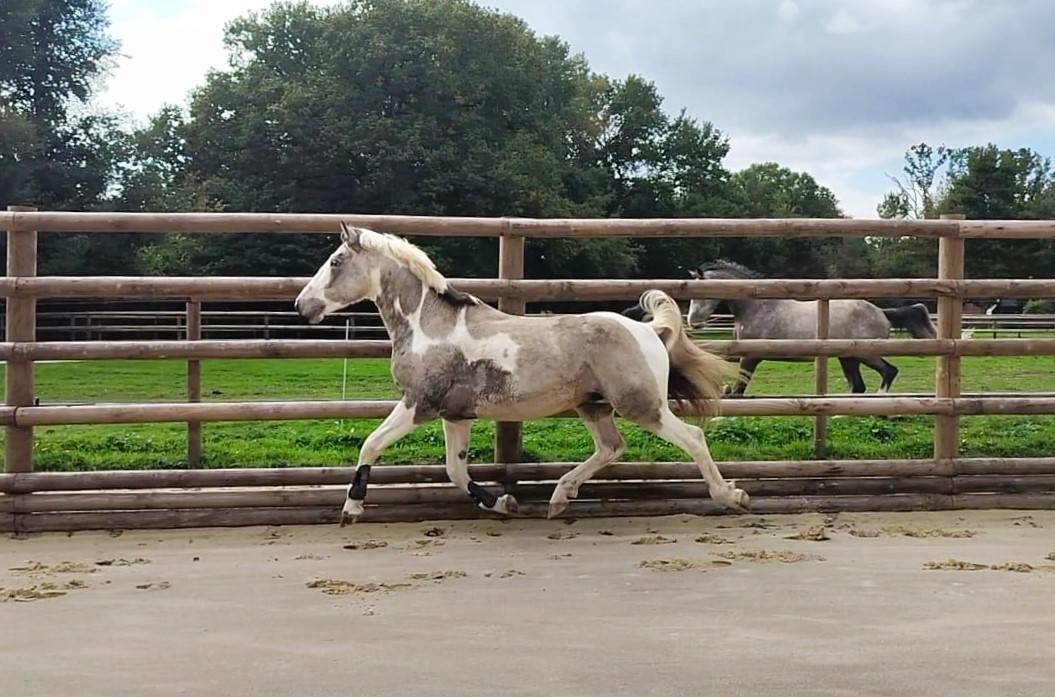 Etalon agr&eacute;e SFxPFS pie isabelle, homozygote tobiano, g