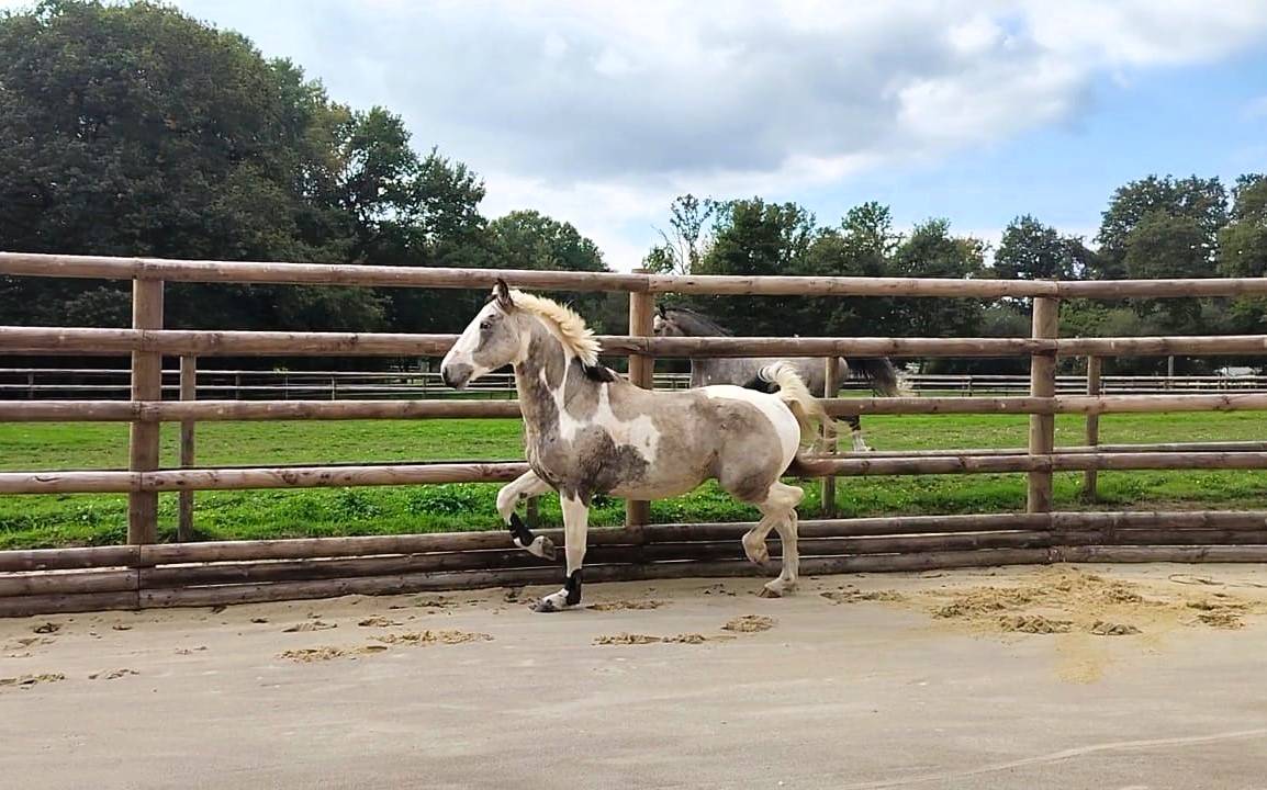 Etalon agr&eacute;e SFxPFS pie isabelle, homozygote tobiano, g