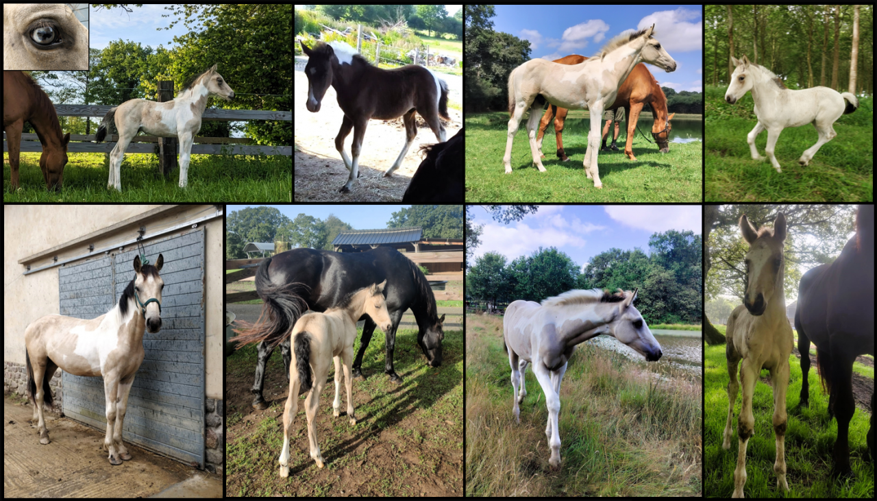 Etalon agr&eacute;e SFxPFS pie isabelle, homozygote tobiano, g