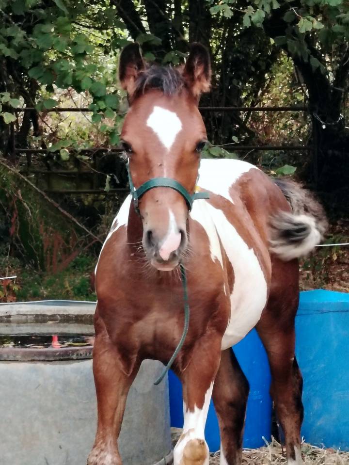 Poulain bai tobiano 