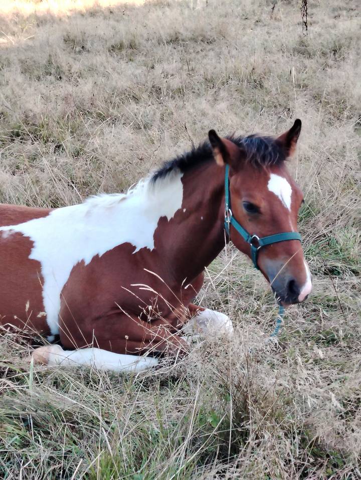 Poulain bai tobiano 