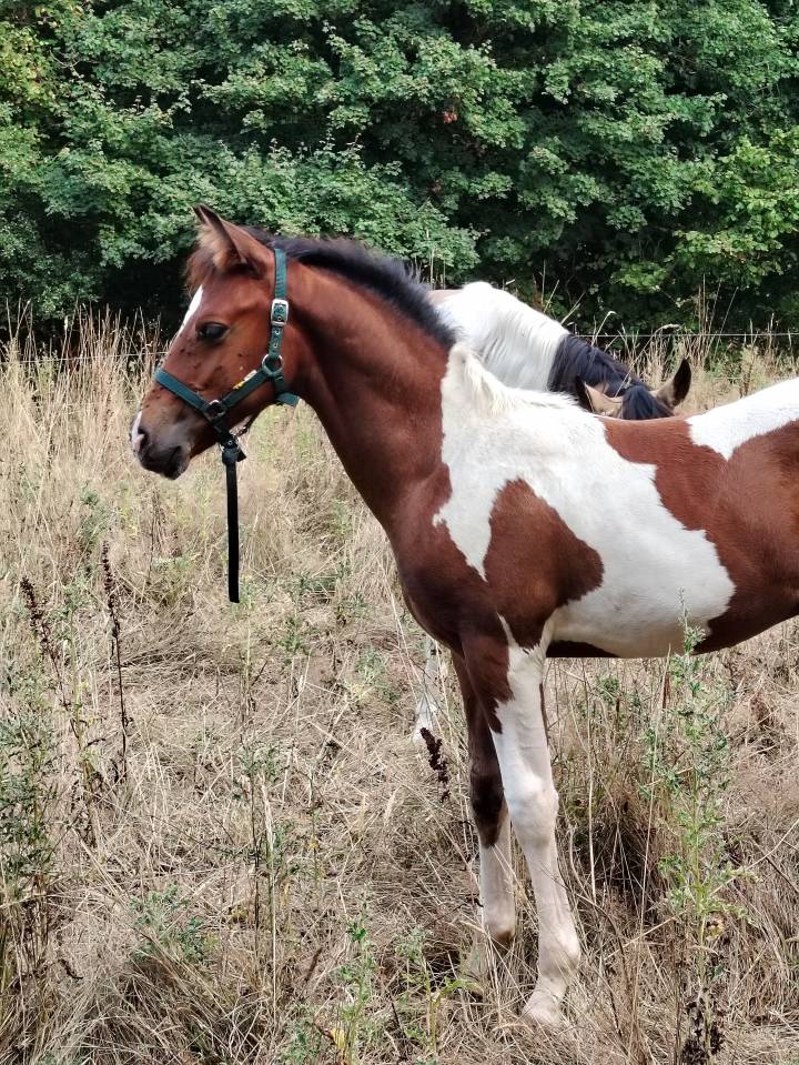 Poulain bai tobiano 