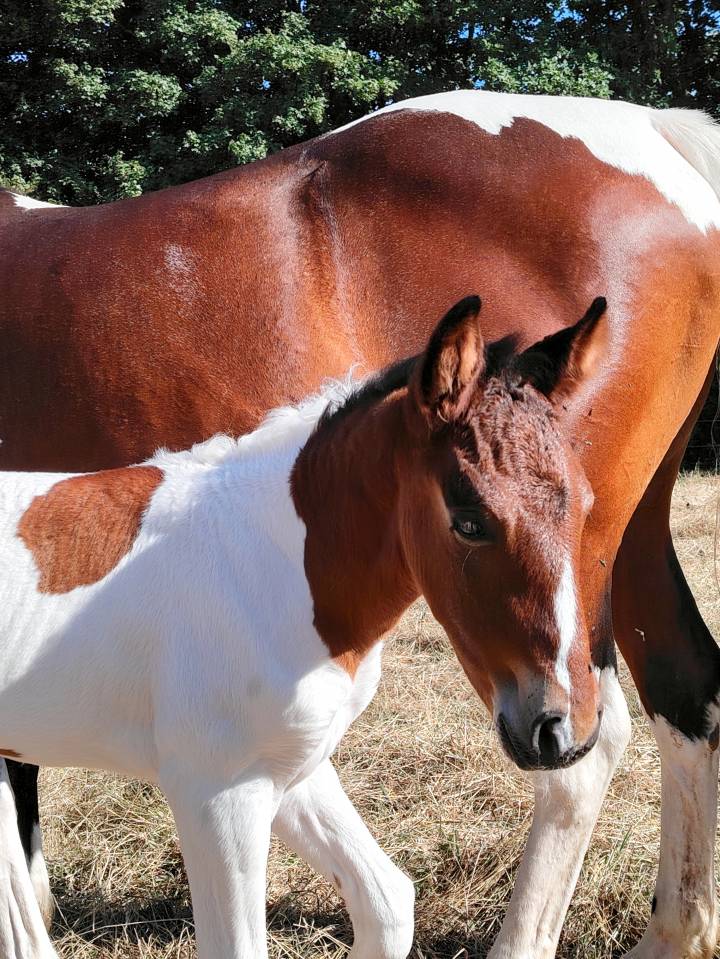 Pouliche bai tobiano 