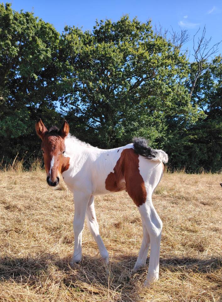 Pouliche bai tobiano 