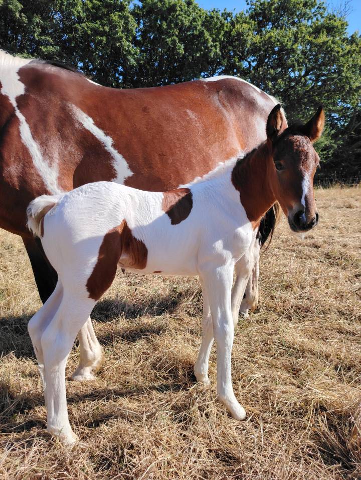 Pouliche bai tobiano 