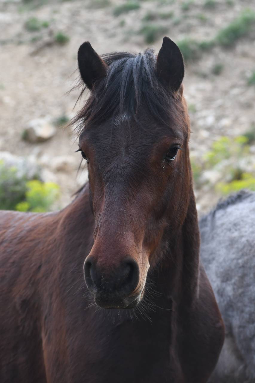 Poney de sport 