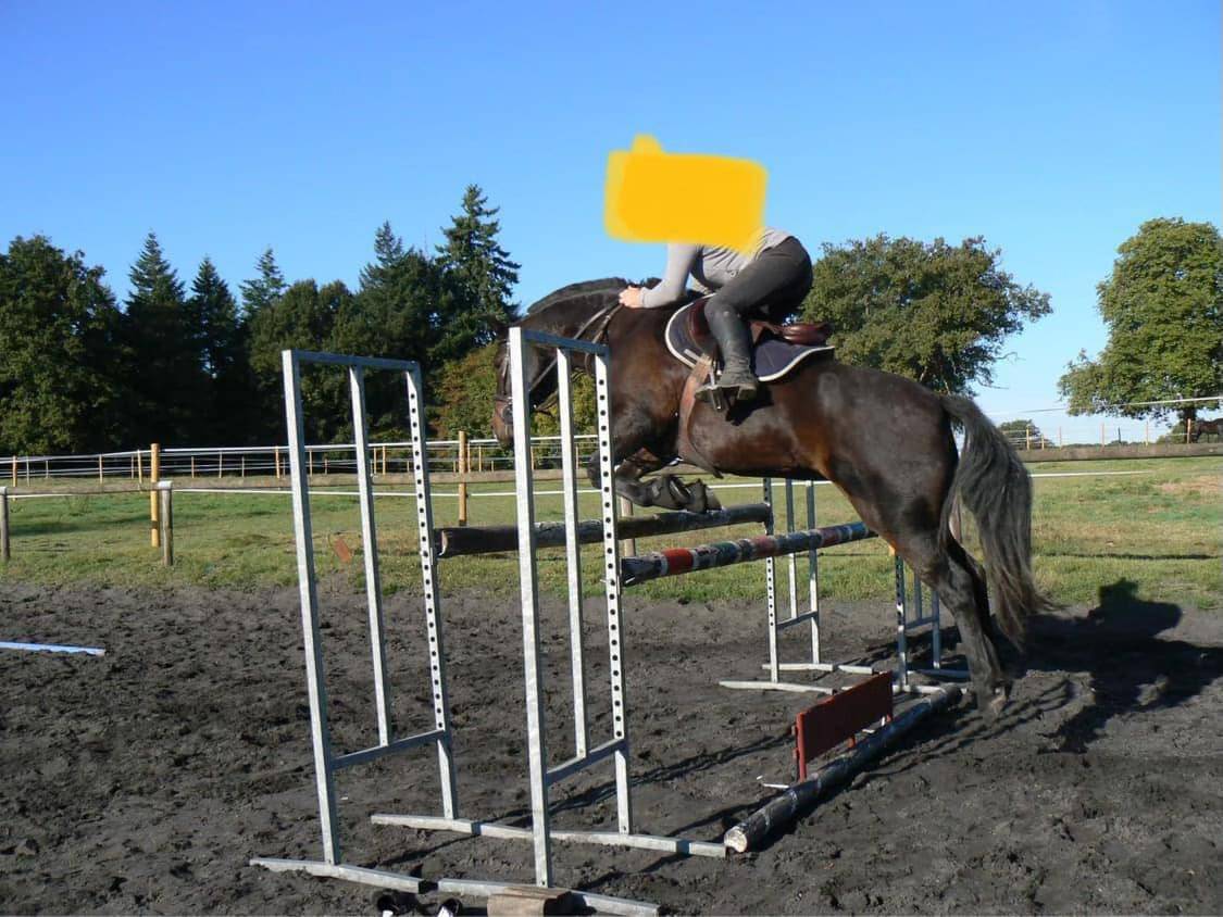 Poney de sport 